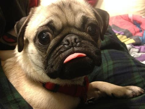 Cute Pug With Tongue Sticking Out Baby Pugs Pugs Cute Pugs