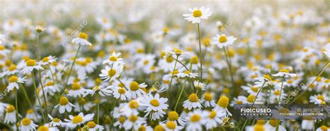 Close Up Of Blooming Field Of Daisies Flowers — Fresh Produce Non
