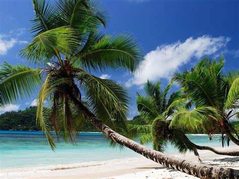 Wallpaper Tropical Sea Beach Palm Trees 3840x2160 Uhd 4k Picture Image