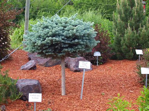 Dwarf Globe Blue Spruce Trees Knechts Nurseries And Landscaping