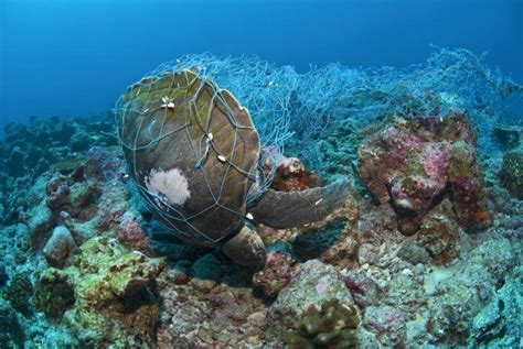 Plastic Pollution Entangles Marine Life Haultail