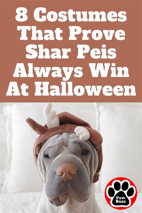 Adorable Halloween Costumes For Shar Pei Dogs