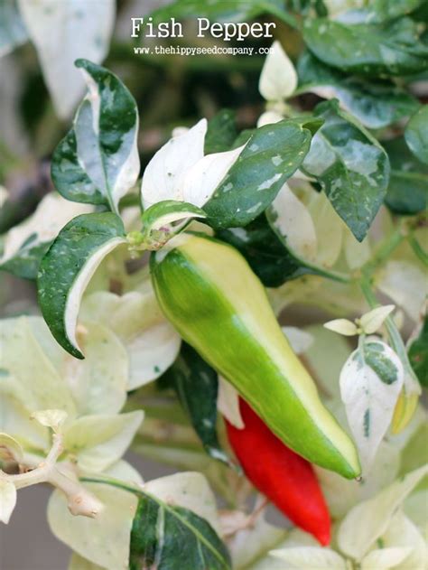 Fish Pepper Seeds From The Hippy Seed Company Your Chilli Experts