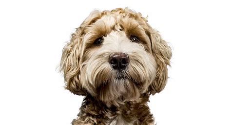 In 1989 wally conron of kew, australia began crossing labrador retrievers and. Labradoodle Cost - What Will Your Puppy's Price Tag Be?