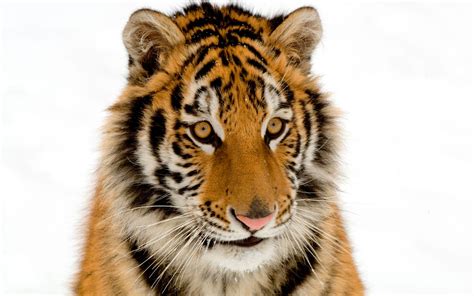 Portrait Of A Tiger Hd Wallpaper