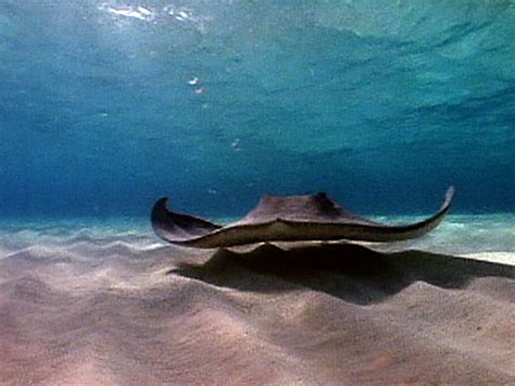 The body is flat and they feature a tail that is long and thin. Stingrays