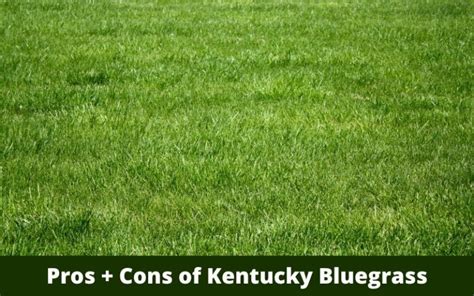 Kentucky Bluegrass Pros And Cons Right For Your Lawn