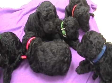Welcome to black maple standard poodles.=we are a small, family operated poodle breeder in southern california. Black Standard Poodle Puppies - YouTube