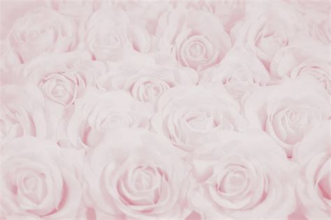 Pastel Pink Roses Photograph By Lucid Mood Pixels