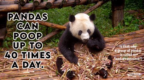 Pandas Can Poop Up To 40 Times A Day