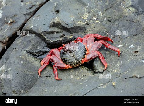Grapsus Adscensionis Atlantic Rock Crab Lanzarote Taken February