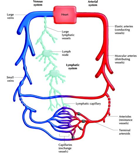 Diagram Lymphatic System Aflam Neeeak