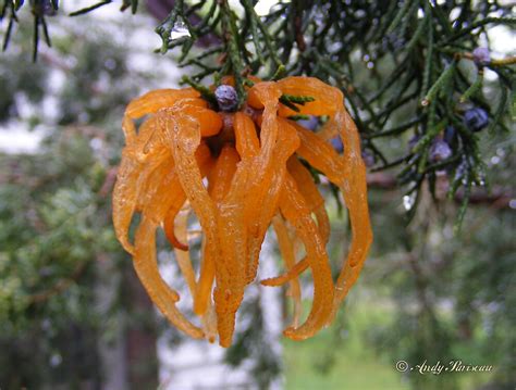 Starting last year, a growth started appearing on the pears of our pear tree. "Cedar Apple Rust ~ fungus" by Andy2302 | Redbubble