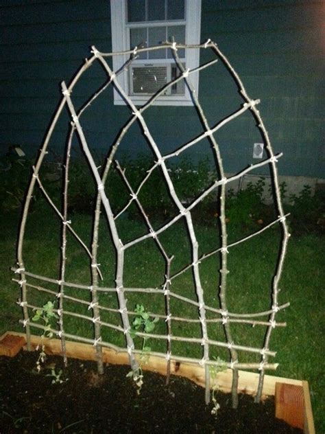 Stick Trellis For The Peas In My Vegetable Garden Just Twine And