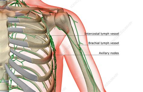 The Lymph Supply Of The Shoulder Stock Image F0019172 Science