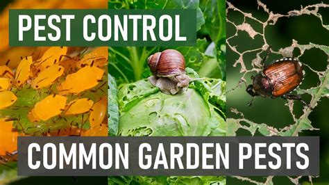 3 Common Garden Pests And How To Get Rid Of Them Youtube