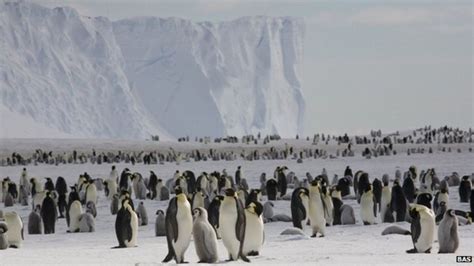 Emperor Penguins Counted From Space Bbc News