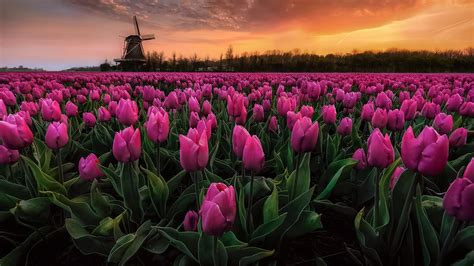 Photo Netherlands Tulips Pink Color Fields Flowers Evening 2560x1440