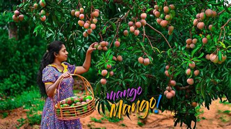 Tree Full Of Violet Mangoes Made Me Wants To Make So Many Yummy Mango