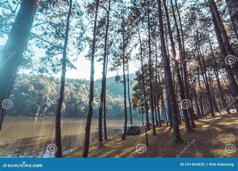 Landscape Of Pine Trees Near The Reservoir Stock Photo Image Of Trees