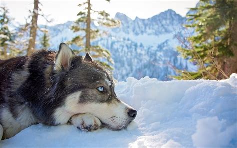 Download Wallpapers Husky Snow Forest Big Dog Blue Eyes Cute