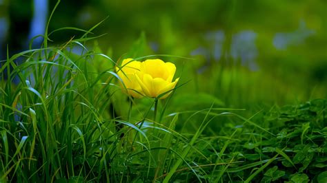 A collection of the most beautiful nature quotes to inspire you to explore and see nature. 2018 Beautiful Yellow Flowers Plant Nature Photography ...