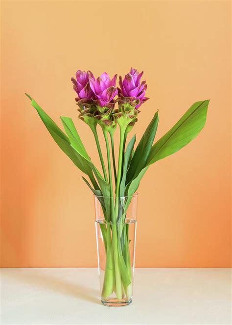 Purple Turmeric Flowers On Orange Background Photograph By Sofya