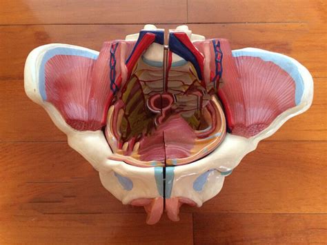 Anatomical Female Pelvis Anatomy Model With Genital Organs Vessels