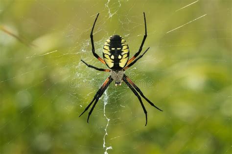 Black And Yellow Garden Spider Argiope Aurantia Stock Photo Image