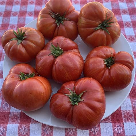 Dwarf Hannahs Prize Organic Tomato Seeds Tomatofest