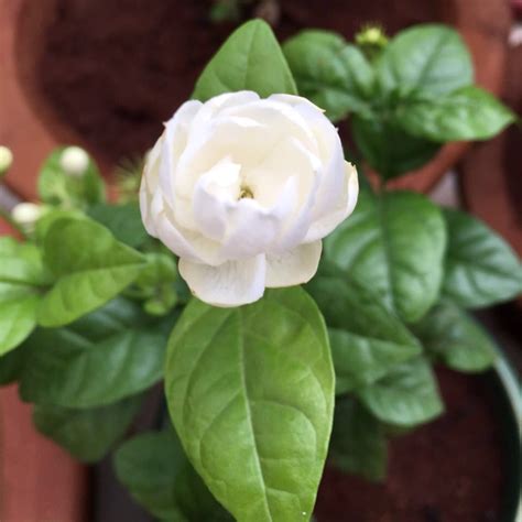 Jasminum Sambac Arabian Jasmine In Gardentags Plant Encyclopedia