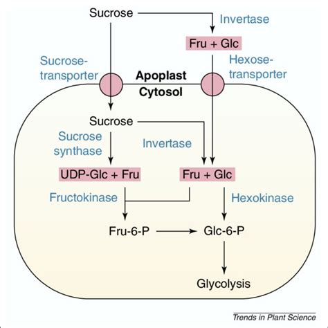 Sucrose Metabolism In Plant Cells Sucrose Can Be Cleaved By Invertase