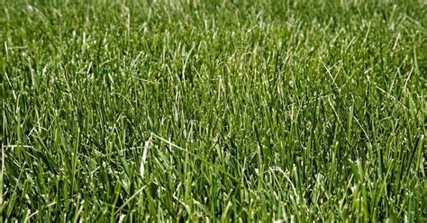Let This Monthly Care Calendar For Cool Season Grasses Help Guide Your