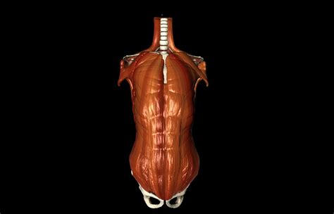 Human Thorax Medically Accurate 3d Model With Muscles 3d Model 40