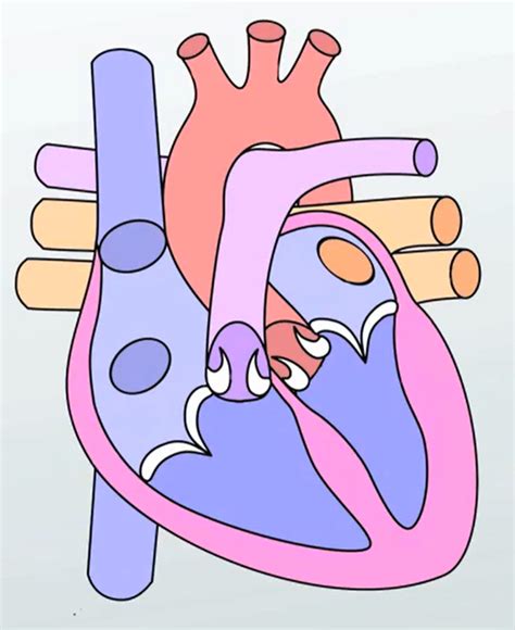 Ap Bio Semester One Diagram Quizlet