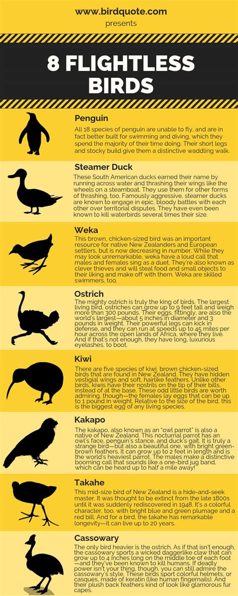 8 Flightless Birds Bird Quote Birds Quotes Trivia And More