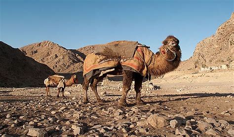 What Animals Live In The Sahara Desert