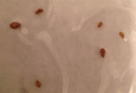 Bed Bug Eggs Look Like Sesame Seeds Bangdodo