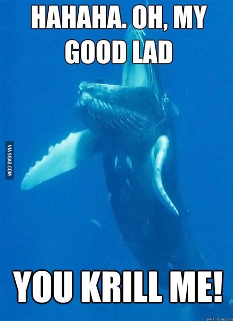 Hearty Laugh Whale Pun Funny Puns Book Jokes Funny Memes