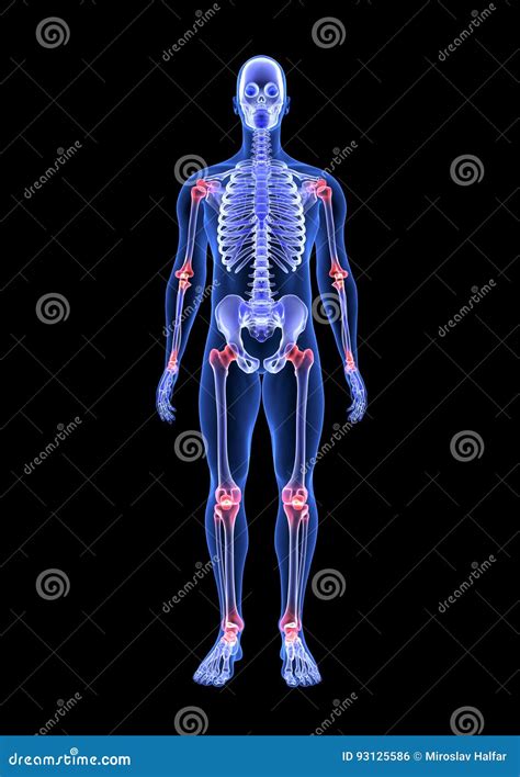 Blue Human Anatomy Body And Skeleton 3d Scan Render On Black Background A65