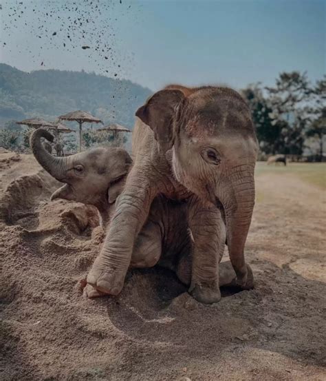 A Tender Tale Of New Beginnings Baby Elephant Welcomed With Open Arms