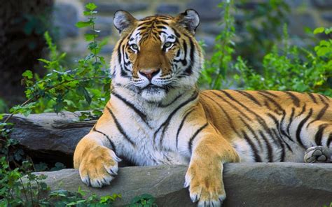 Fondos De Pantalla Animales Tigre Fauna Silvestre Gatos Grandes