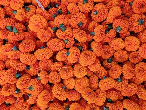 Orange Marigolds Flowers At Rs 60kilogram In Amravati Id 21611992973