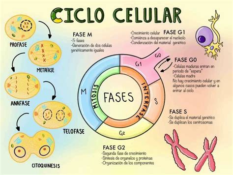Esquema Del Ciclo Celular Mitosis Microbiology Study Biology My Xxx