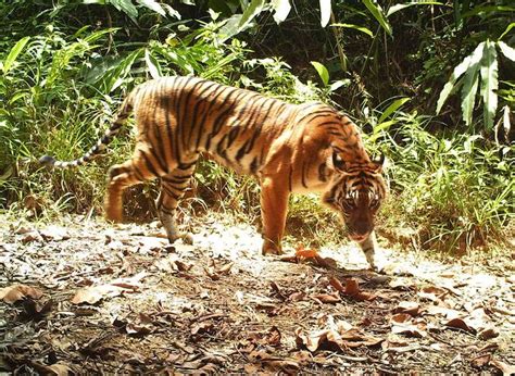 How Do Sumatras Wild Cats Coexist