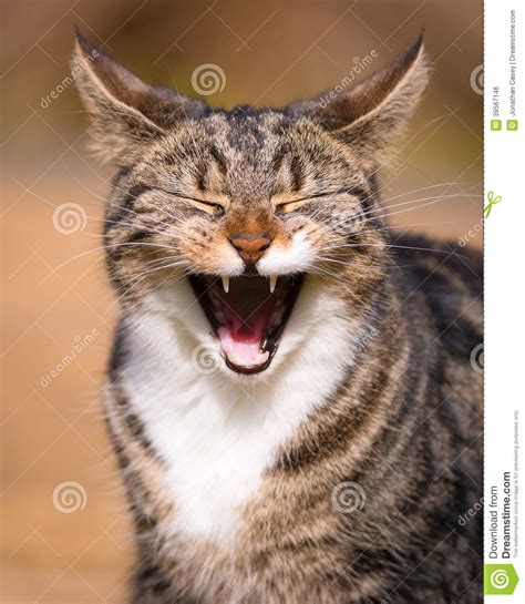 Knowing the breed of your pet will provide you with the necessary information to take the best care of your feline. Tabby Cat Laughing stock photo. Image of tufts, tufty ...