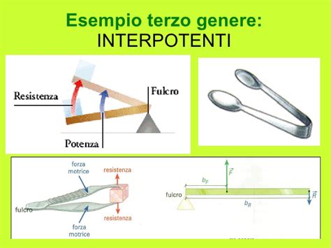 L'asta della leva è rappresentata dalle ossa. Leve