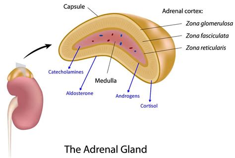 Adrenal Gland Structure Location And Hormones Hot Sex Picture