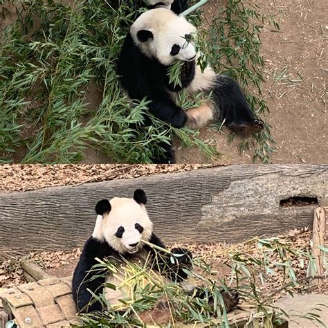 Panda Updates Wednesday January 20 Zoo Atlanta