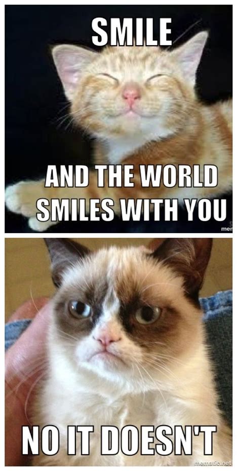 Grumpy Cat Memes Funny Clean S Grumpy Cat Memes Clean For Kids